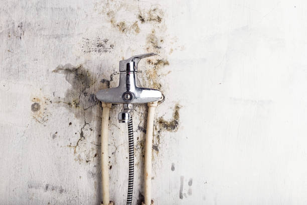 Best Basement Mold Remediation in Cresson, TX