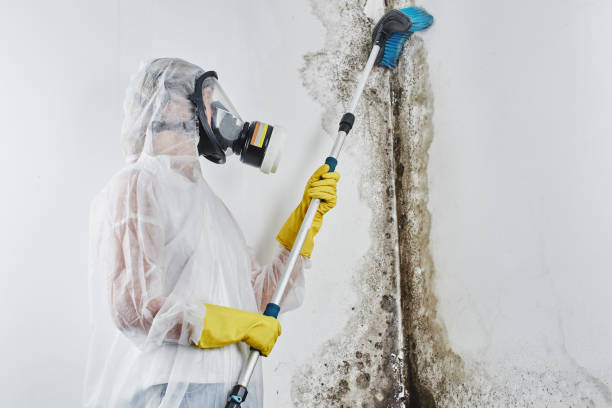 Best Insurance-Related Mold Remediation in Cresson, TX