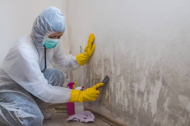 Cresson, TX Mold Remediation Company