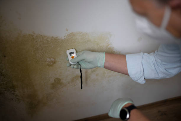 Best Commercial Mold Remediation in Cresson, TX