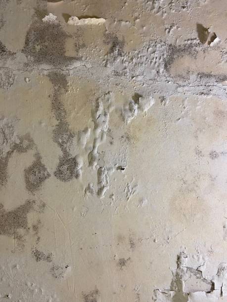 Best White Mold Remediation in Cresson, TX