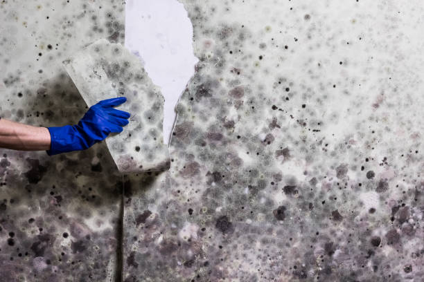 Best Post-Flood Mold Remediation in Cresson, TX