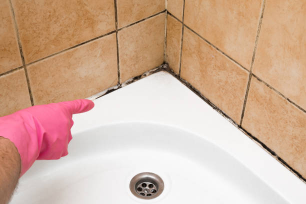 Best Black Mold Remediation in Cresson, TX